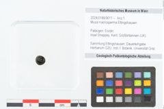 Foto (Objekt + Etikett) von Musa macrosperma Ettingshausen (NHMW-GEO-2024-0188-9011)